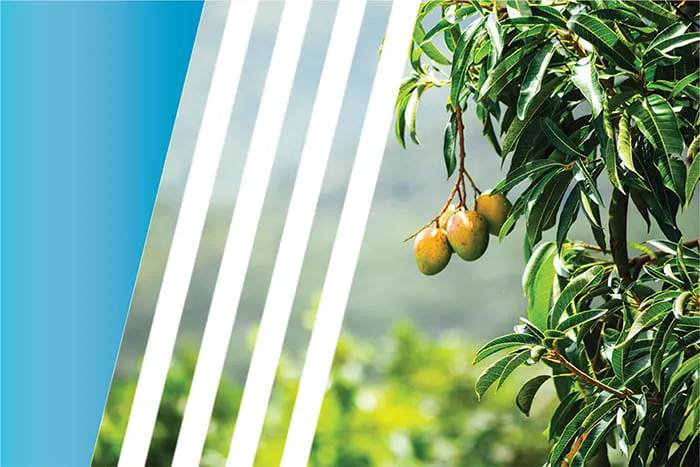 African Mango Natural Metabolism Support